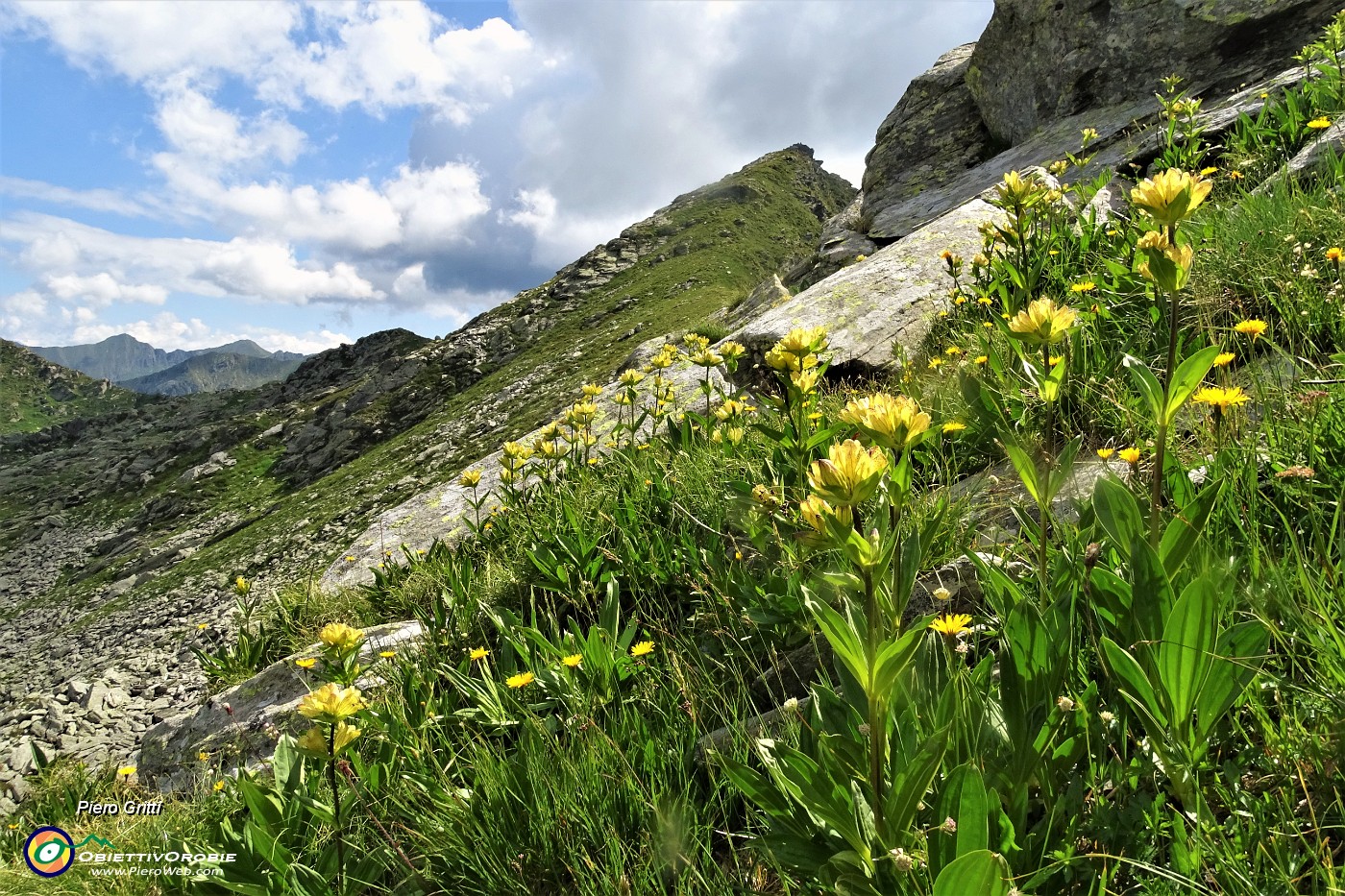 51 Distese di Genziana puntata (Gentiana punctata) con vista in Monte Tartano.JPG